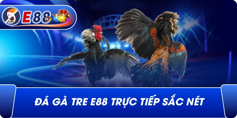 Đá gà tre e88 trực tiếp sắc nét