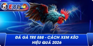 Đá gà tre e88 – Cách xem kèo hiệu quả 2026